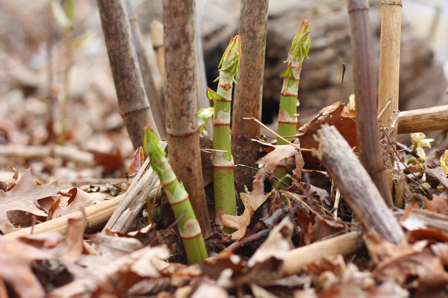 Japanese Knotweed dies back each fall and sends up new shoots in the springtime. The shoots are tasty and cutting them continually is one way to weaken the rhizomes under the surface.